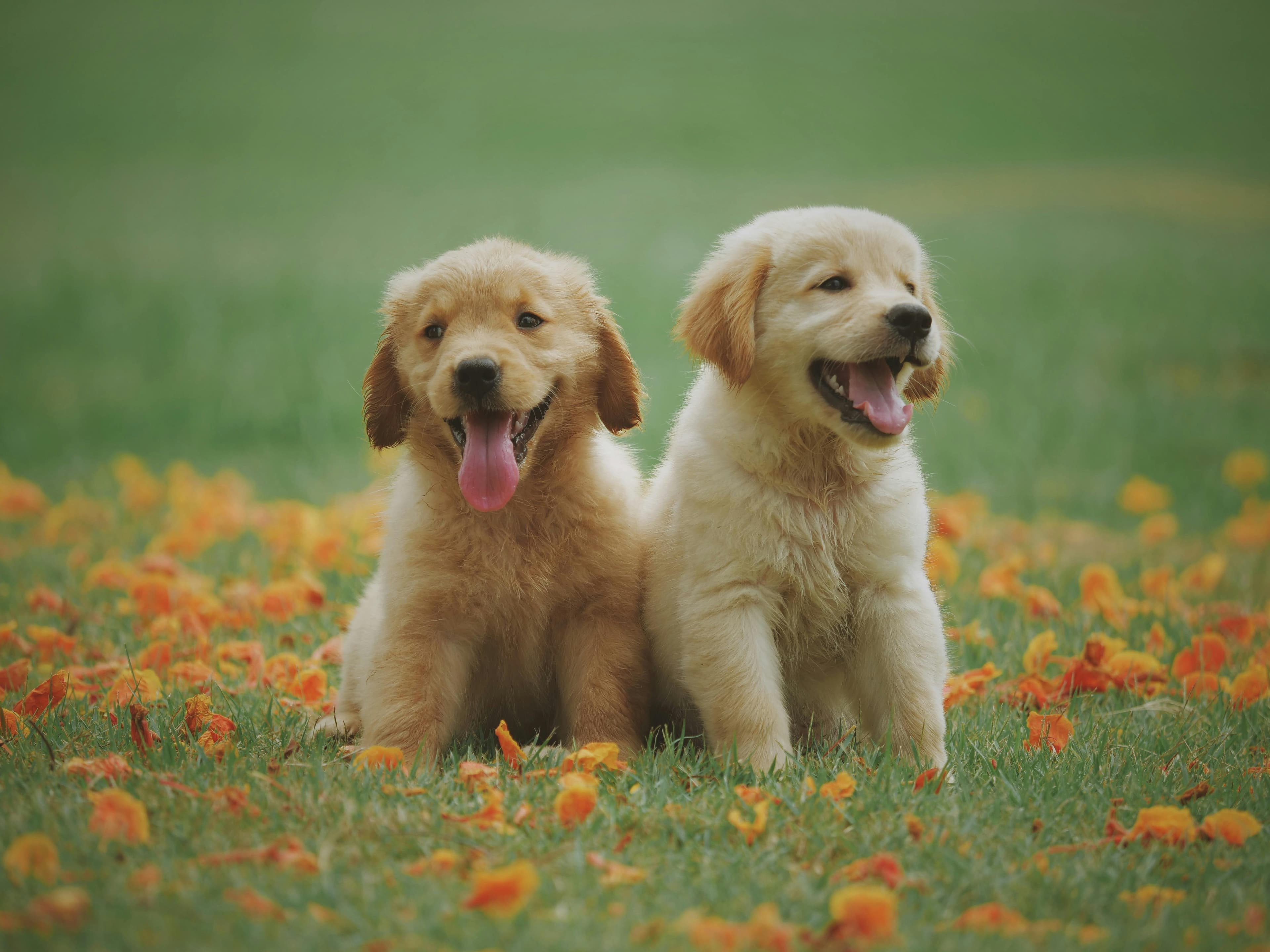 UGC Creator Jobs for Pet Brands: Where to Find Paid Deals in 2026